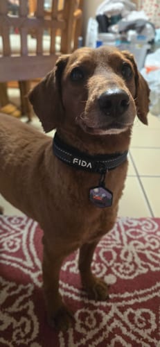 Customer photo review of FIDA Heavy Duty Dog Collar