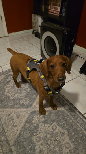 Customer photo review of FIDA No Pull Harness