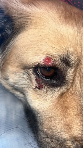 Customer photo review of DA-1™ Daily All-in-One Complete Care