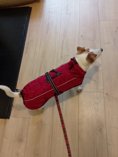 Customer photo review of Minot Quilted Winter Dog Coats with Harness Hole