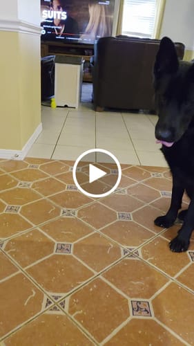 Customer video review of Power Chewer Trial Pack – Built for the Toughest Chewers!