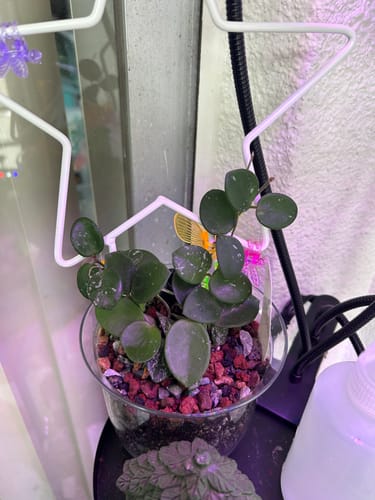 Customer photo review of Hoya 'Mathilde’ ‘Splash’