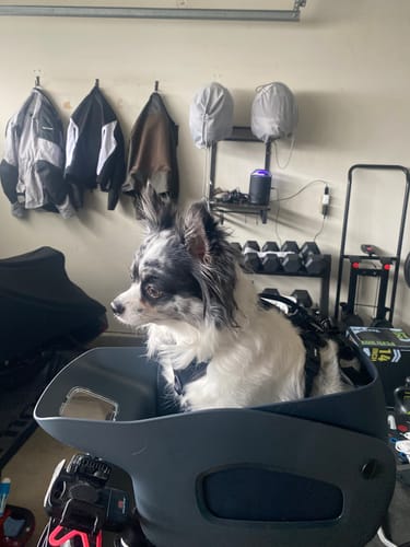 Customer photo review of Kvisp Dog Bike Carrier