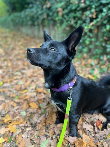 Customer photo review of Premium Hundehalsband gepolstert