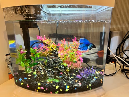 Customer photo review of Dumbo Blue Butterfly Halfmoon Male Betta Fish