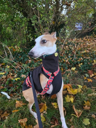 Customer photo review of City Leash Traffic Grip