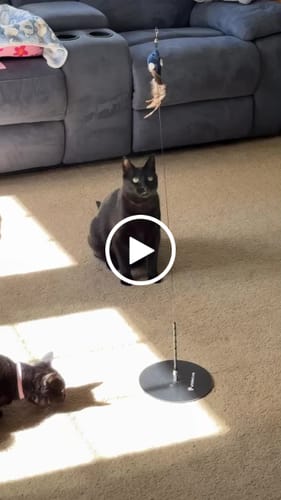 Customer video review of Interactive Bird Simulation Cat Toy Hybrid Bundle