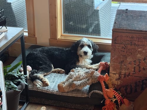 Customer photo review of Smoked Beef Marrow Bone