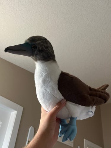 Customer photo review of Blue-footed Booby Bird Soft Stuffed Plush Toy