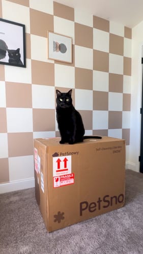 Customer photo review of Self-Cleaning Litter Box