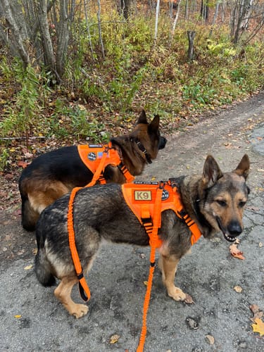 Customer photo review of NEW Upgraded Tactical No-Pull Team K9™ Dog Harness with 4 Quick-Release Metal Buckles, Reinforced Front & Back D-Rings, Hook & Loop Panels, Adjustable Straps, Reflective Strips, & Top Handle