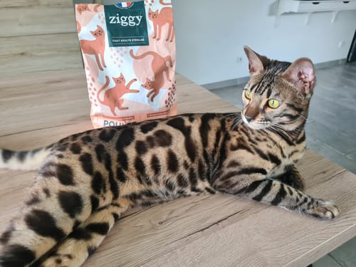 Avis photo d'un client sur Croquettes Chat Stérilisé Sans Céréales - Poulet