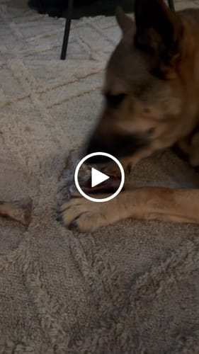 Customer video review of Ostrich Knuckle (Medium – 4" x 3"): The Perfect Chew for Small to Medium Dogs & Sensitive Stomachs