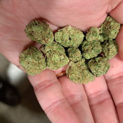 Customer photo review of Blue Dream Mediums - Bulk Mediums - Sativa