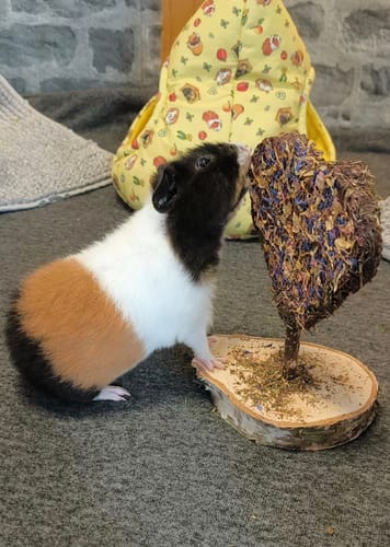 Customer photo review of 💜 Blütenherz – ein Herzensgruß für deine Meerschweinchen