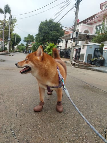 Thaniya review of WagWellies® by wagwear image 1 out of 1