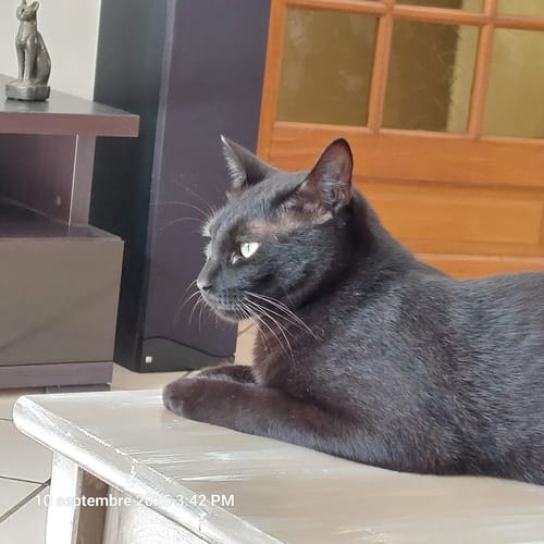 Avis photo d'un client sur Croquettes Chat Stérilisé Sans Céréales - Saumon