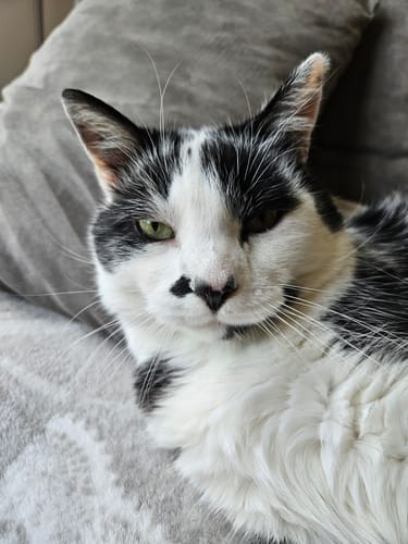 Avis photo d'un client sur Croquettes Chat Stérilisé Sans Céréales - Poulet