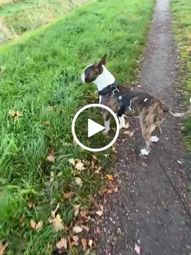 undefined review of Training Anti Pull TRI-Harness® | M-XL Breeds - Black image 1 out of 1