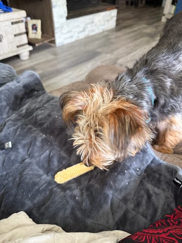 Customer photo review of Yak Chew Pack – 6 Flavor-Infused Sticks