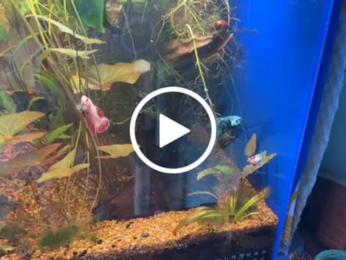 Customer video review of Mix Avarta Black Blue Galaxy, Black Green Galaxy Female Betta Fish