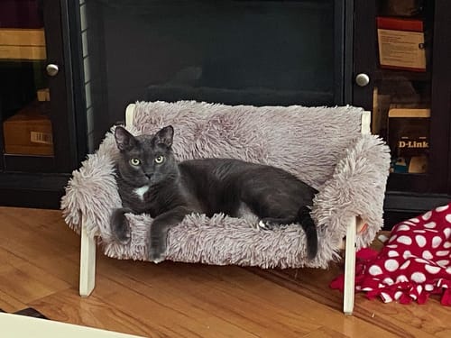 Customer photo review of 2x Blisso Advanced Cat Probiotic | Cat Probiotic for Diarrhea & Kidney Support