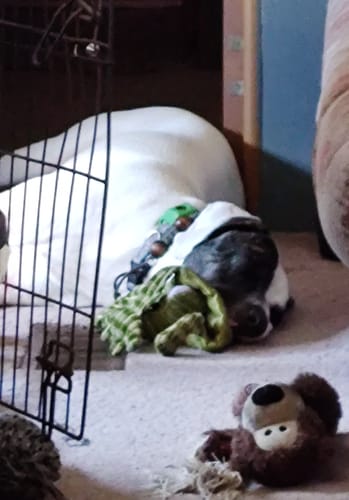 Customer photo review of FurLife™ - 12 Months All Natural Flea and Tick Tags for Dogs