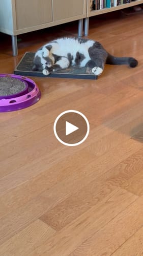 Customer video review of Chaos Maker - Luxury Cat Scratching Board