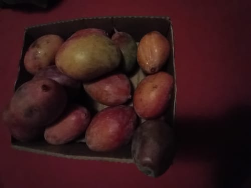 Customer photo review of Mini-Mango Osteen Bio Sonderpreis % 3kg