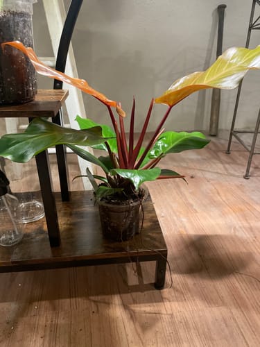 Customer photo review of Philodendron 'McColley's Finale'