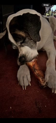 Customer photo review of Smoked Beef Marrow Bone