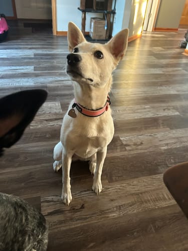Customer photo review of FIDA Heavy Duty Dog Collar