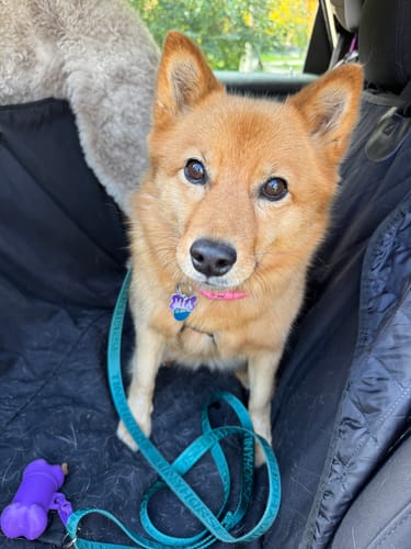 Customer photo review of Secure ID Collar Lite