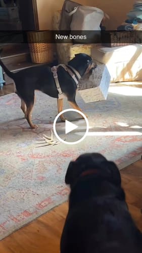 Customer video review of Smoked Beef Marrow Bone