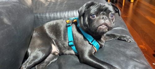 Customer photo review of BOBO X-Shaped Trachea-Protective Harness | Choose from Harness, Leash, Travel Bag, or 3-in-1 Set