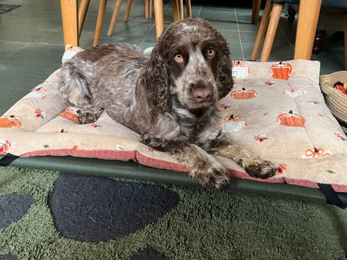 Customer photo review of Pumpkin Cuddle Soft & Terracotta Cotton Luxury Reversible Pad