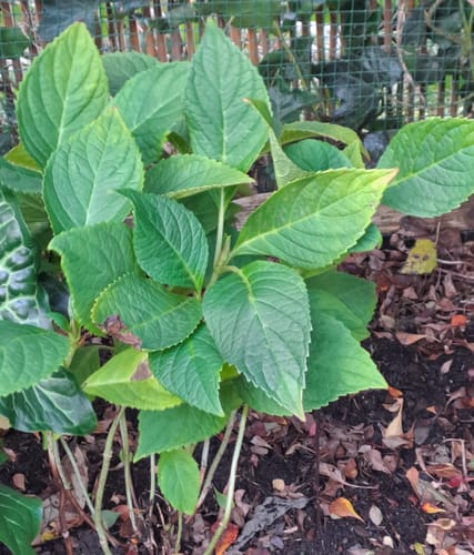 Customer photo review of Boerenhortensia - Hydrangea macrophylla 'Nikko Blue'