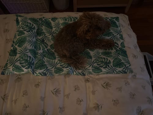 Customer photo review of Dog Summer Cooling Mat
