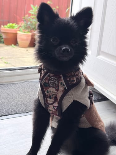 Lyndsey review of Tough Trails™ Harness - Snuggle Season image 1 out of 1