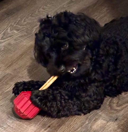 Customer photo review of 12 Inch Standard Bully Stick