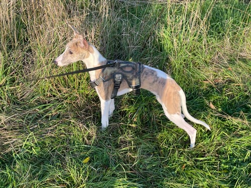 Customer photo review of Sighthound Escape Proof Harness