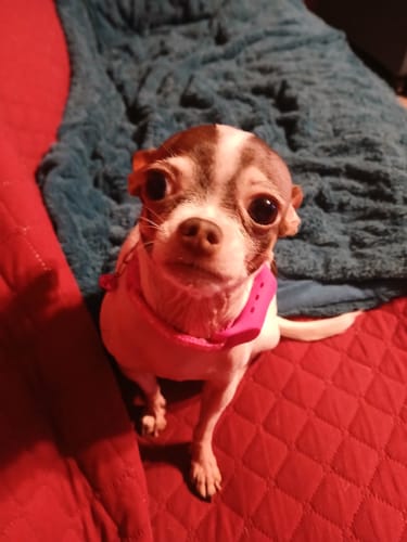 Customer photo review of FurLife™ - 12 Months All Natural Flea and Tick Tags for Dogs