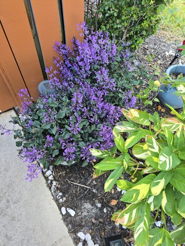 Customer photo review of Mona Lavender