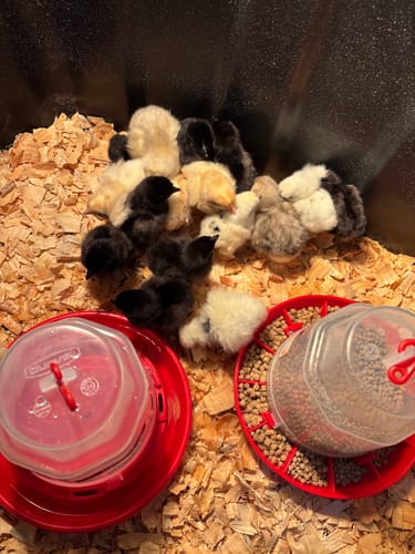 Customer photo review of Paint Silkie "Show Quality" Chick (Unsexed)