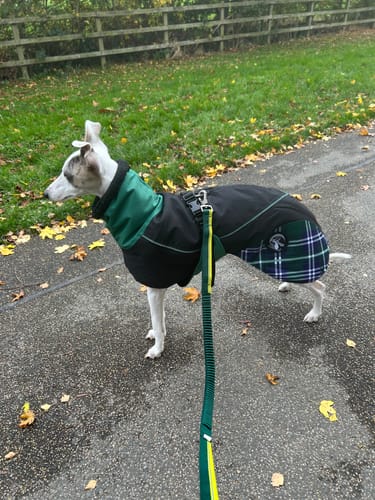 Customer photo review of Felton - Sighthound Coat with Underbelly and Harness Hole