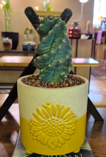 Customer photo review of Cereus forbesii Spiralis | Spiral Cactus