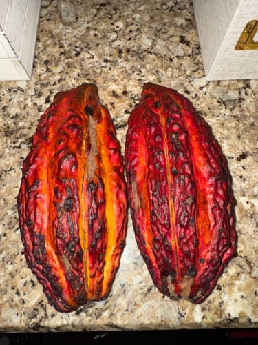 Customer photo review of Cacao Pod (Chocolate Fruit)