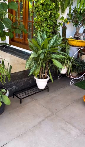 Customer photo review of TryGreen Rudo Metal Pot Stands for Planters