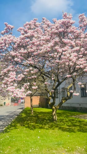 undefined review of RandM Tornado 15000 Disposable Vape (Box of 10) image 1 out of 1