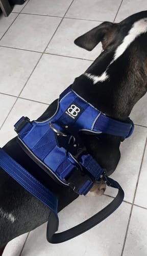 Naomi T. review of Comfort Premium Harness | Non Restrictive - Blue image 1 out of 3